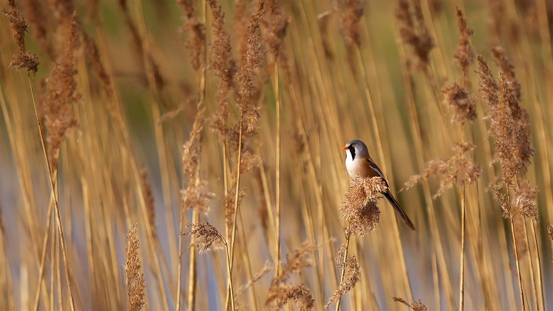 bird